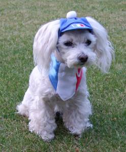 Hundehalstuch FRANKREICH FLAGGE auf Halsband