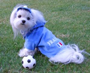 Hunde Cappy FRANCE