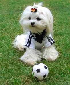 Hundehalstuch FOOTBALL auf Halsband