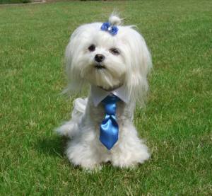 Hundekragen Hundekrawatte auf Halsband  WHITE CRAZY