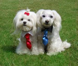 Hundekragen Hundekrawatte auf Halsband  WHITE CRAZY