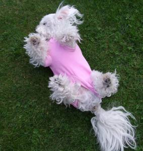 OP Body Hunde Body EXTRA für Weibchen aus Nicki ROSA