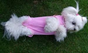 OP Body Hunde Body EXTRA für Weibchen aus Nicki ROSA