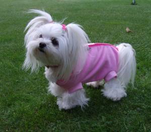 OP Body Hunde Body EXTRA für Weibchen aus Nicki ROSA