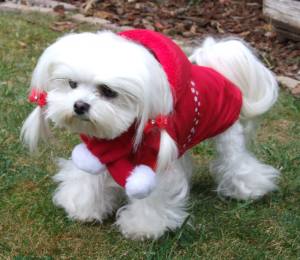 Hundejacke,Winterjacke mit Schal NESNA RED
