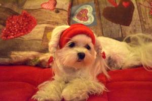 Hundejacke,Winterjacke mit Schal NESNA RED