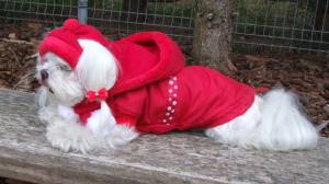 Hundejacke,Winterjacke mit Schal NESNA RED