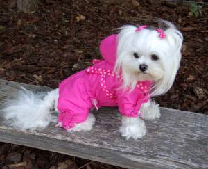 PINK PAW Wintermantel für Hunde mit Geschirr GIRLS ONLY für Hunde