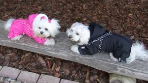 PINK PAW Wintermantel für Hunde mit Geschirr GIRLS ONLY für Hunde
