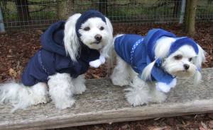 Hundejacke,Winterjacke mit Schal NESNA BLUE