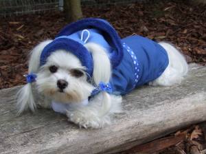 Hundejacke,Winterjacke mit Schal NESNA BLUE