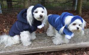 Hundejacke,Winterjacke mit Schal NESNA DARK BLUE RESTPOSTEN