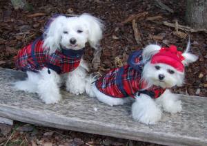 Hundejacke,Winterjacke RED-BLAU KARO