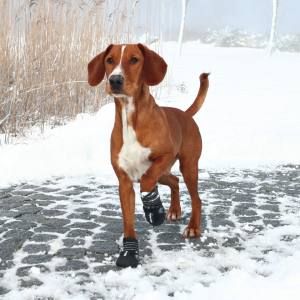 Hunde SCHUHE Walker Active 2 stück Packung