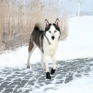 Hunde SCHUHE Walker Active 2 stück Packung