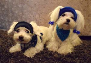 Hunde Cappy Wintermütze NESNA  BLUE