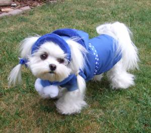 Hunde Cappy Wintermütze NESNA  BLUE