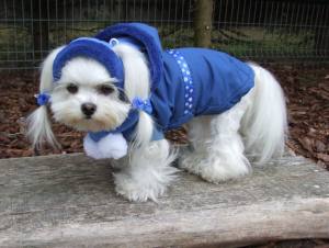 Hunde Cappy Wintermütze NESNA  BLUE