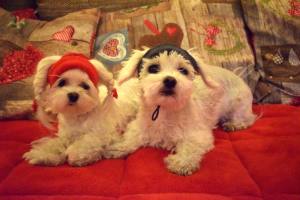 Hunde Cappy Wintermütze NESNA RED