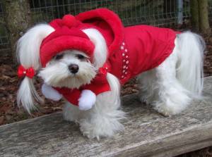 Hunde Cappy Wintermütze NESNA RED