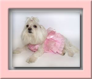 Hunde Party Kleid ANABELL