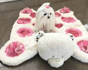 BÄR /pinkSchnüffelteppich Spielteppich für Hunde,Katzen,Welpen