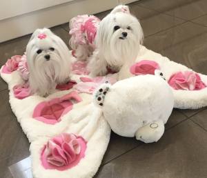 BÄR /pinkSchnüffelteppich Spielteppich für Hunde,Katzen,Welpen