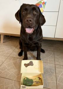 BIG TORTE VANILLE HUNDEKUCHEN Geburtstag