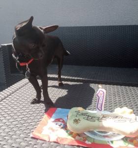 BIG TORTE VANILLE HUNDEKUCHEN Geburtstag