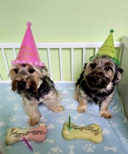BIG TORTE NUSS SCHOKOLADE HUNDEKUCHEN Geburtstag