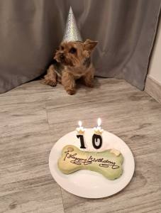 BIG TORTE NUSS SCHOKOLADE HUNDEKUCHEN Geburtstag