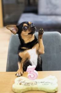 BIG TORTE NUSS SCHOKOLADE HUNDEKUCHEN Geburtstag