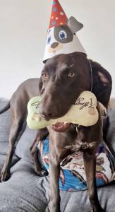 BIG TORTE NUSS SCHOKOLADE HUNDEKUCHEN Geburtstag