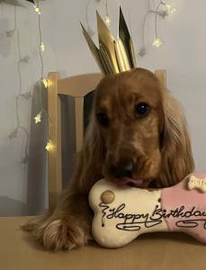 BIG TORTE NUSS SCHOKOLADE HUNDEKUCHEN Geburtstag