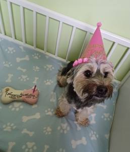 BIG TORTE NUSS SCHOKOLADE HUNDEKUCHEN Geburtstag