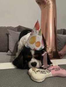 BIG TORTE VANILLE HUNDEKUCHEN Geburtstag