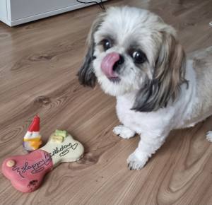 BIG TORTE VANILLE HUNDEKUCHEN Geburtstag