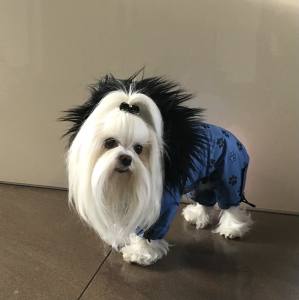 *TAMPERE *Hunde Winteranzug mit Geschirr kurze Beine RESTPOSTEN