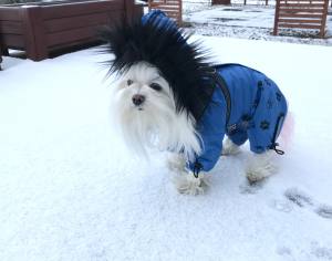 *TAMPERE *Hunde Winteranzug mit Geschirr kurze Beine RESTPOSTEN