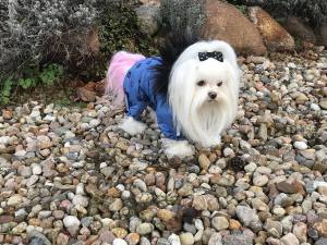 *TAMPERE *Hunde Winteranzug mit Geschirr kurze Beine RESTPOSTEN