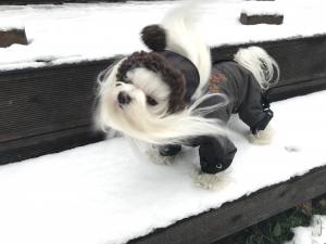 *BROWN PAWS * Wintermantel mit Schal und D-Ring,kurze Beine für Hunde