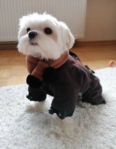 *BROWN PAWS * Wintermantel mit Schal und D-Ring,kurze Beine für Hunde