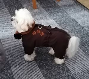 *BROWN PAWS * Wintermantel mit Schal und D-Ring,kurze Beine für Hunde