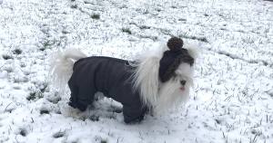 *BROWN PAWS * Wintermantel mit Schal und D-Ring,kurze Beine für Hunde