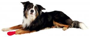 Hunde Bandagen zur Wundversorgung