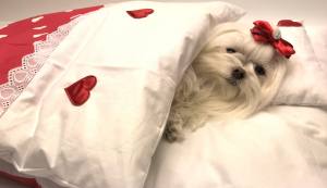 Hunde Bettdecke mit Kissen LITTLE RED HEART HANDMADE