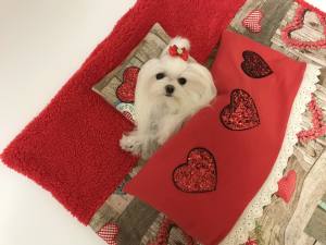 3 teile Hunde Bettdecke mit Kissen,Decke Weihnachten Herzen
