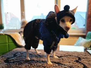 CALGARY Hunde Winteranzug mit Geschirr für Hunde