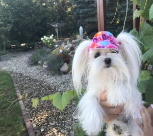 CAPPY -MÜTZE Hunde Mütze LADY