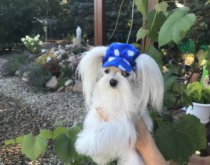 CAPPY -MÜTZE Hunde Mütze LADY
